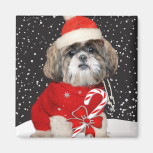 Shih Tzu Christmas magnets