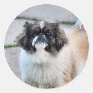 Shih Tzu Classic Round Sticker