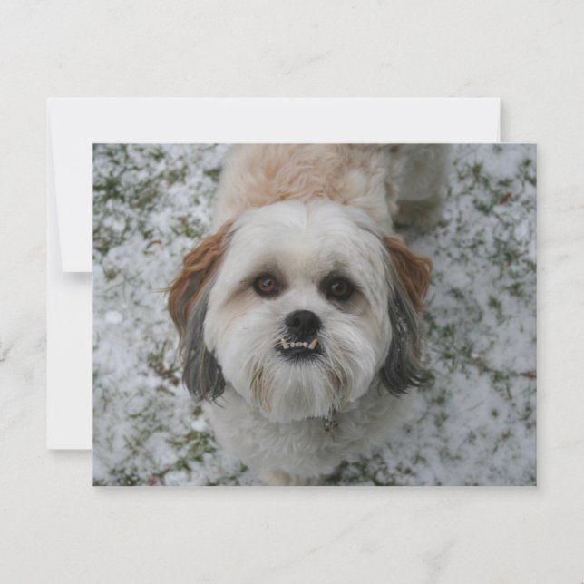 Shih-Tzu Cute Adorable Dog Holiday Christmas Card (Front)