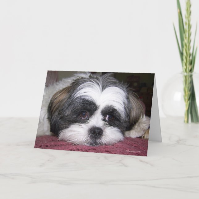 Shih Tzu Dog Card (Front)