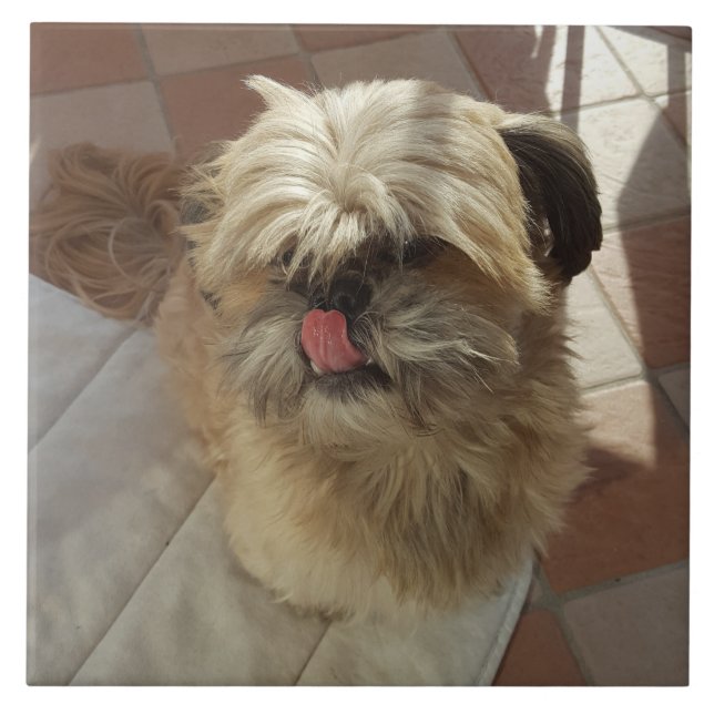 Shih Tzu dog ceramic tile (Front)