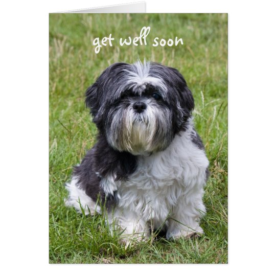 Shih Tzu dog get well soon greeting card