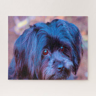 Shih Tzu Dog Jigsaws. Jigsaw Puzzle