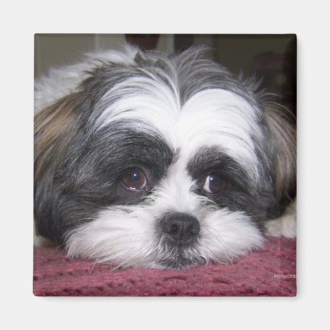 Shih Tzu Dog Magnet (Front)