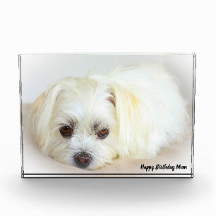 Shih Tzu Dog Photo Block