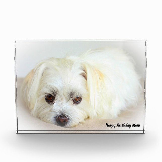 Shih Tzu Dog Photo Block (Front)