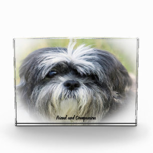 Shih Tzu Dog. Photo Block