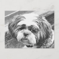SHIH TZU DOG