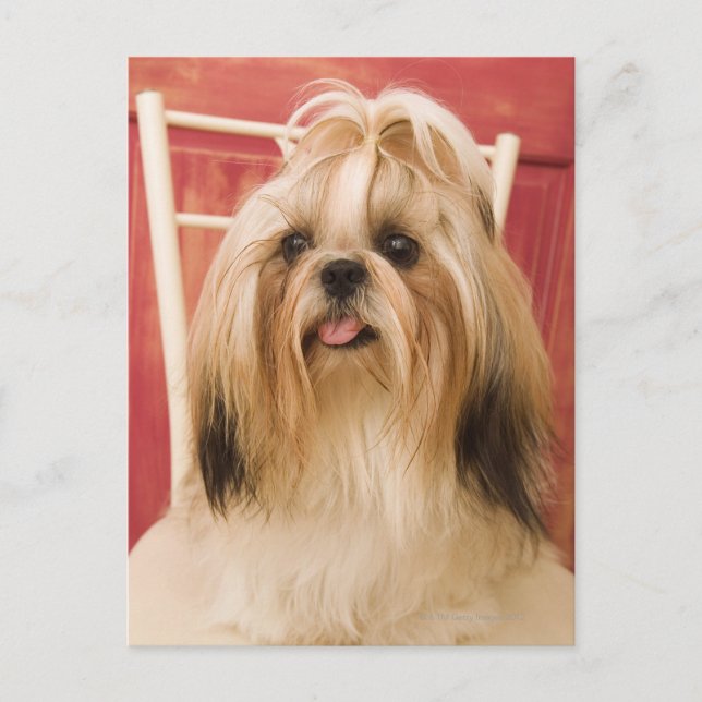 Shih-tzu dog postcard (Front)