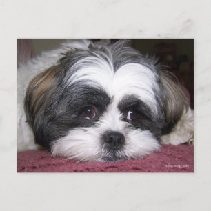 Shih Tzu Dog Postcard