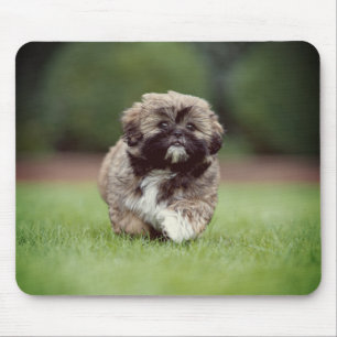 Shih tzu, Dog, Puppy Mouse Mat