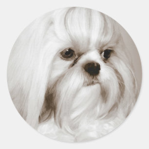 Shih Tzu Dog Sticker