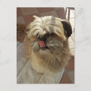 Shih Tzu dog view postcard