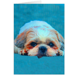 Shih Tzu Dog Water colour art Portrait