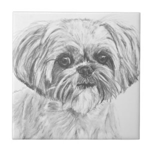 Shih Tzu Drawing Tile