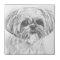 Shih Tzu Drawing