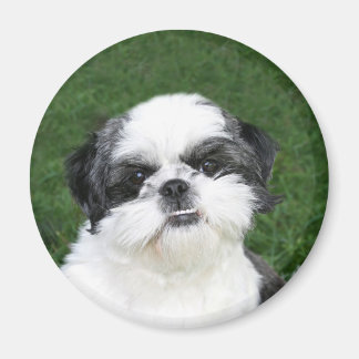 Shih Tzu face magnet