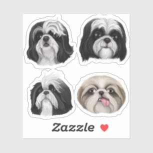 Shih Tzu faces