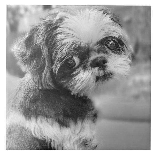 Shih Tzu Girl Black and White Ceramic Tile (Front)