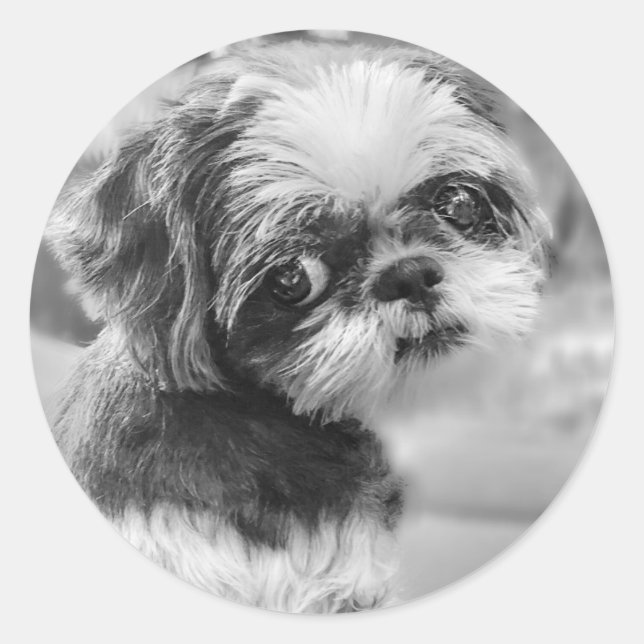 Shih Tzu Girl Black and White Stickers (Front)