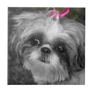 Shih Tzu Girl Ceramic Tile
