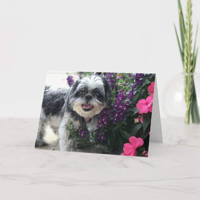 Shih Tzu Girl Greeting Card (Front)