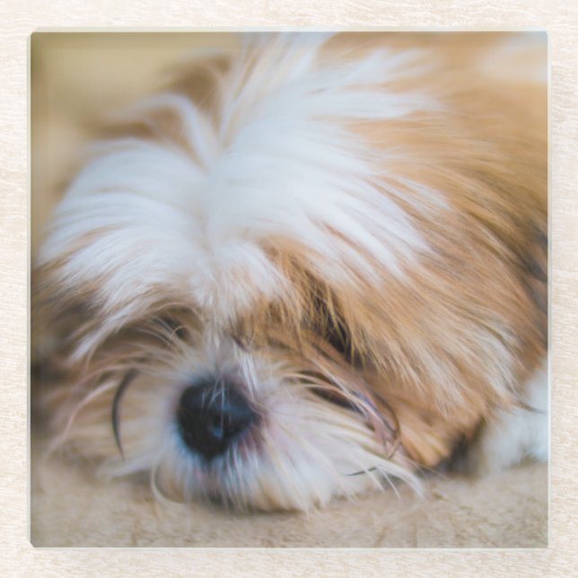 Shih Tzu Glass Coaster (Front)
