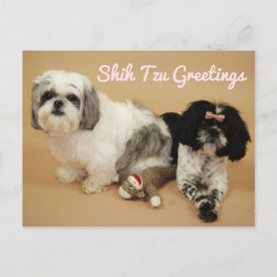 Shih Tzu Greetings Postcard