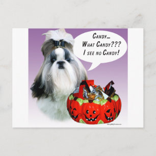 Shih Tzu (groomed) Halloween Candy Postcard