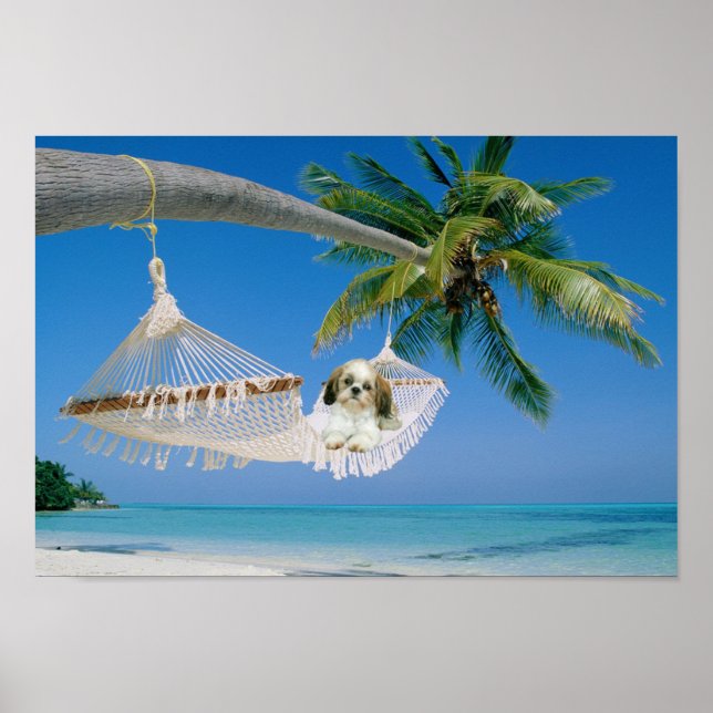 Shih Tzu Hanging Out Poster (Front)