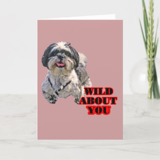 Shih Tzu Holiday Card