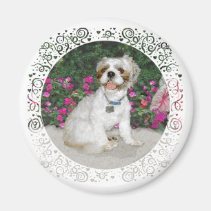 Shih Tzu in a Garden Setting Magnet