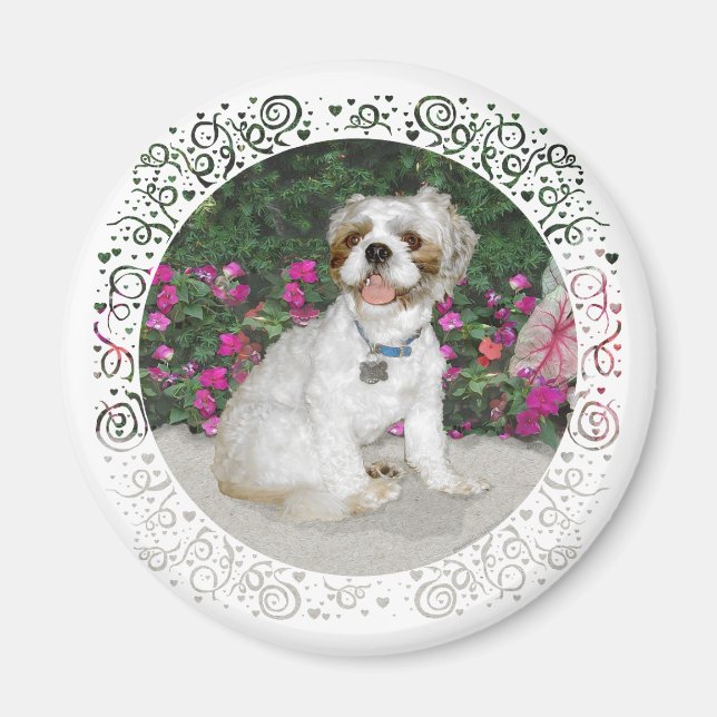 Shih Tzu in a Garden Setting Magnet (Front)