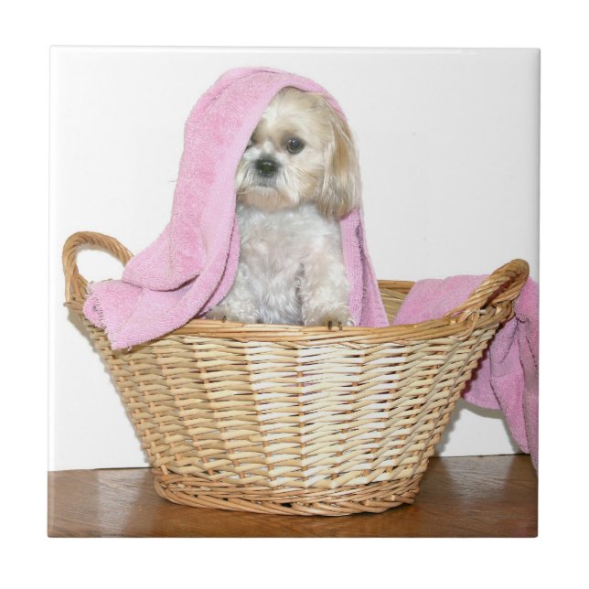 Shih Tzu in laundry basket Tile (Front)