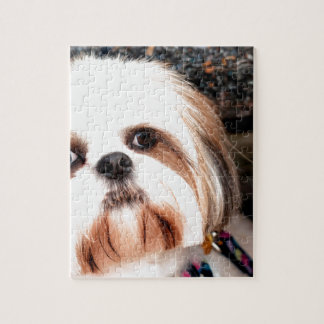 Shih Tzu Jigsaw Puzzle
