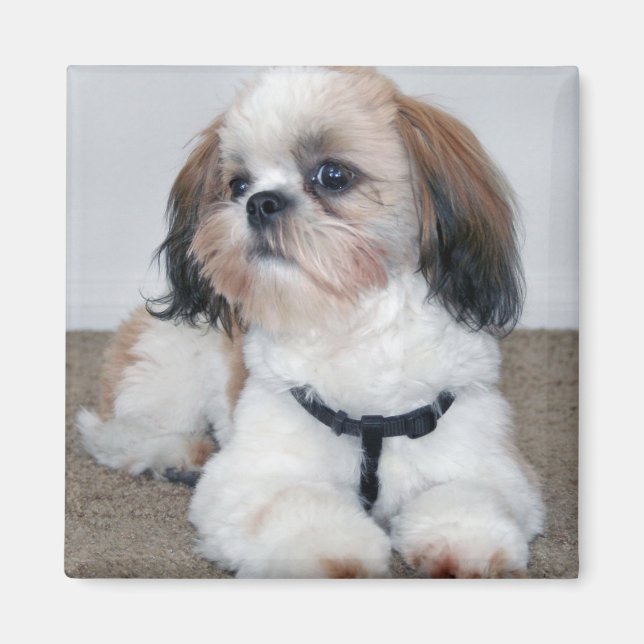 Shih Tzu Magnet (Front)