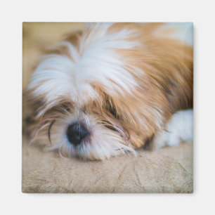 Shih Tzu Magnet