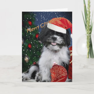 Shih Tzu Merry Christmas Cards
