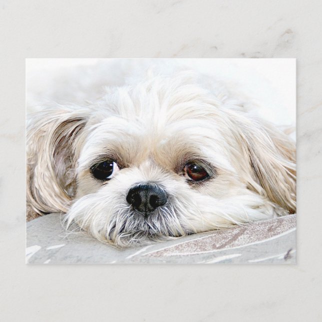 Shih Tzu miss you postcard (Front)