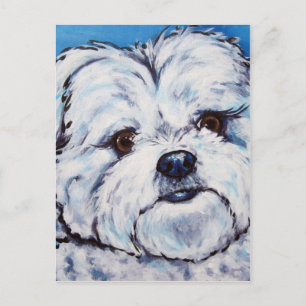 Shih Tzu mix Postcard