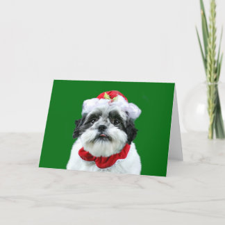 Shih Tzu Mrs. Claus Holiday Card