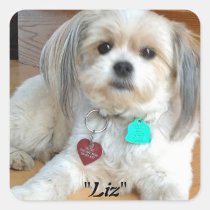 Shih Tzu named Liz Sticker