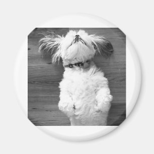 Shih Tzu Nap Magnet