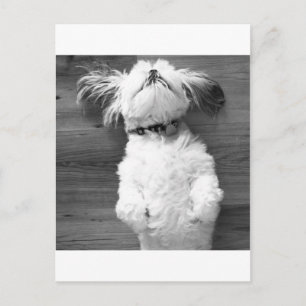 Shih Tzu Nap Postcard