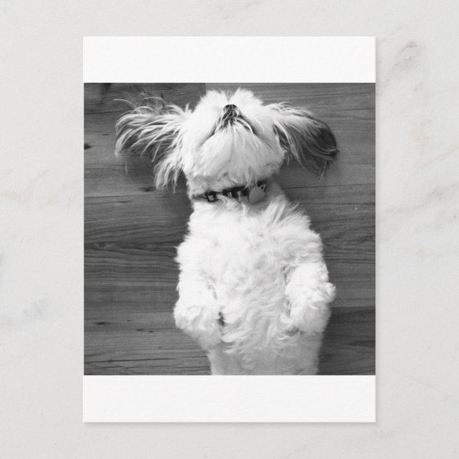 Shih Tzu Nap Postcard (Front)
