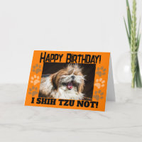 Shih tzu not laughing fun Happy birthday Greeting