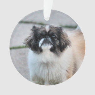 Shih tzu  ornament