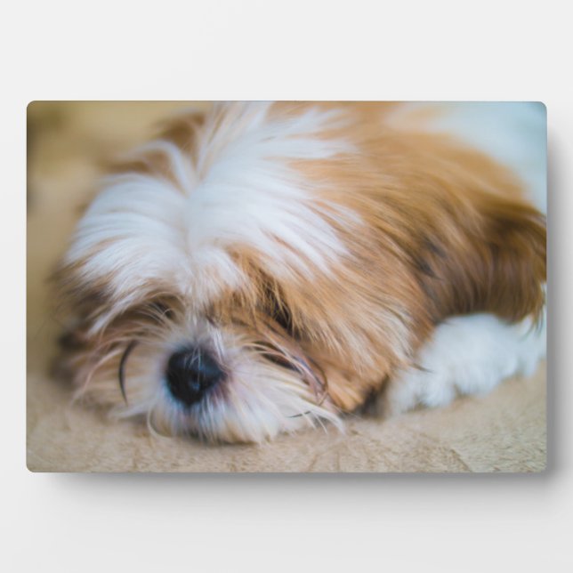 Shih Tzu Plaque (Front)