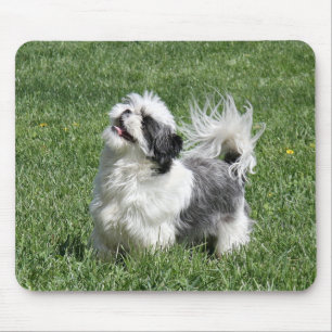 shih tzu playing mouse mat