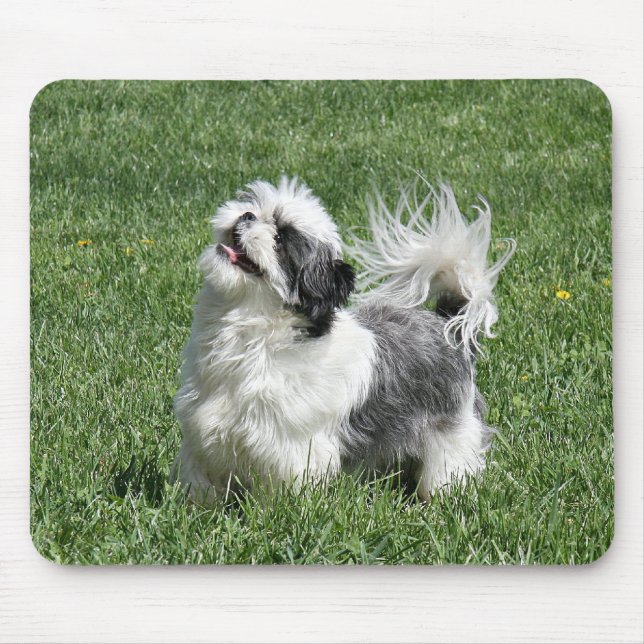 shih tzu playing mouse mat (Front)